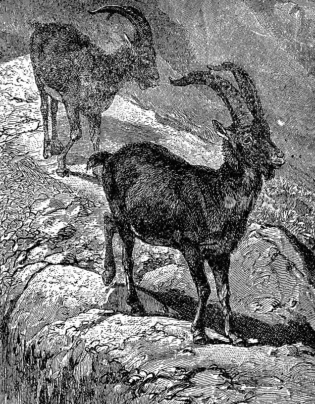 高山野山羊(Capra Ibex) - 19世纪